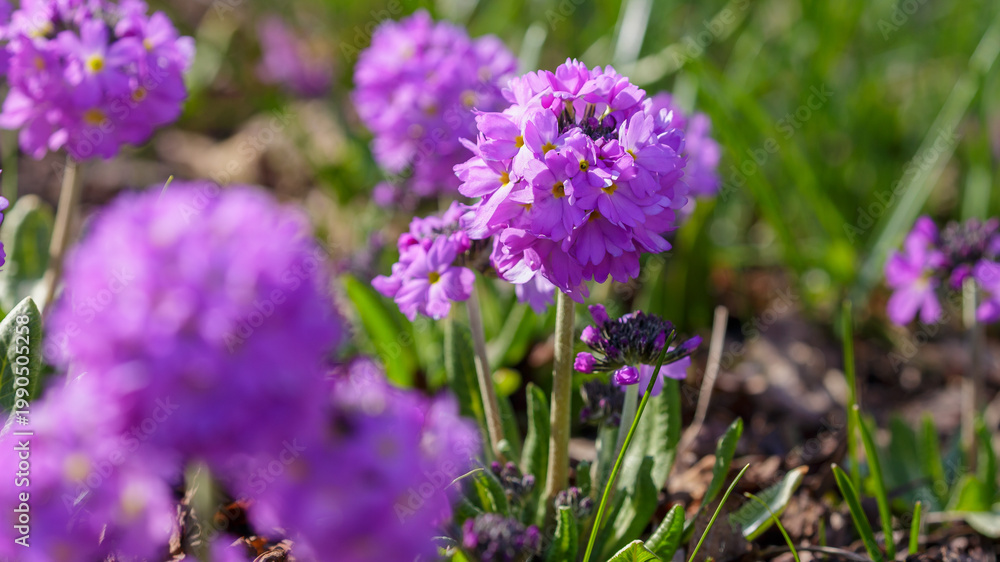Obraz premium Primrose, also known as small -toothed primrose ( Latin- Prímula denticulata ), is a perennial herbaceous plant of the genus Primrose