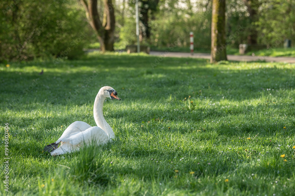 Fototapeta premium Männlicher Höckerschwan Cygnus olor sitzt in sonnenbeschienener Wiese am Unterbössel in Neckartenzlingen und schaut neugierig in die Kamera 