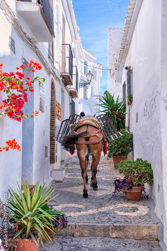 A donkey through the streets of Frigiliana in Malaga.