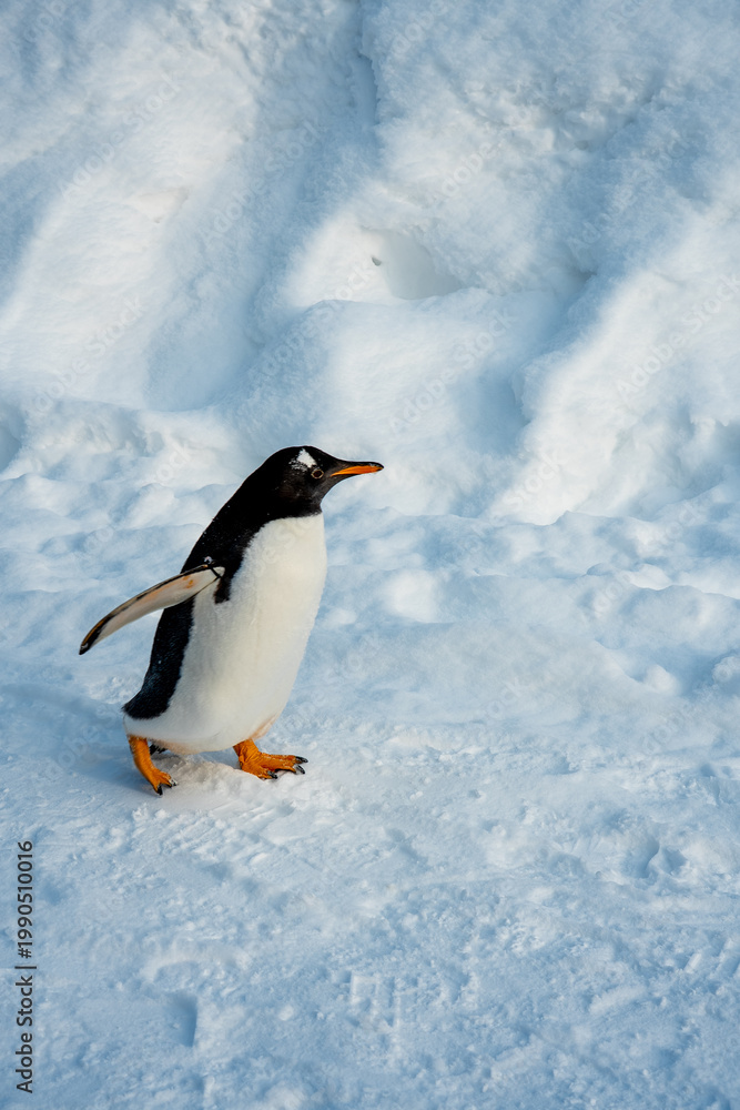 Obraz premium Japan,Hokkaido,Asahikawa,Asahiyama Zoo,penguin