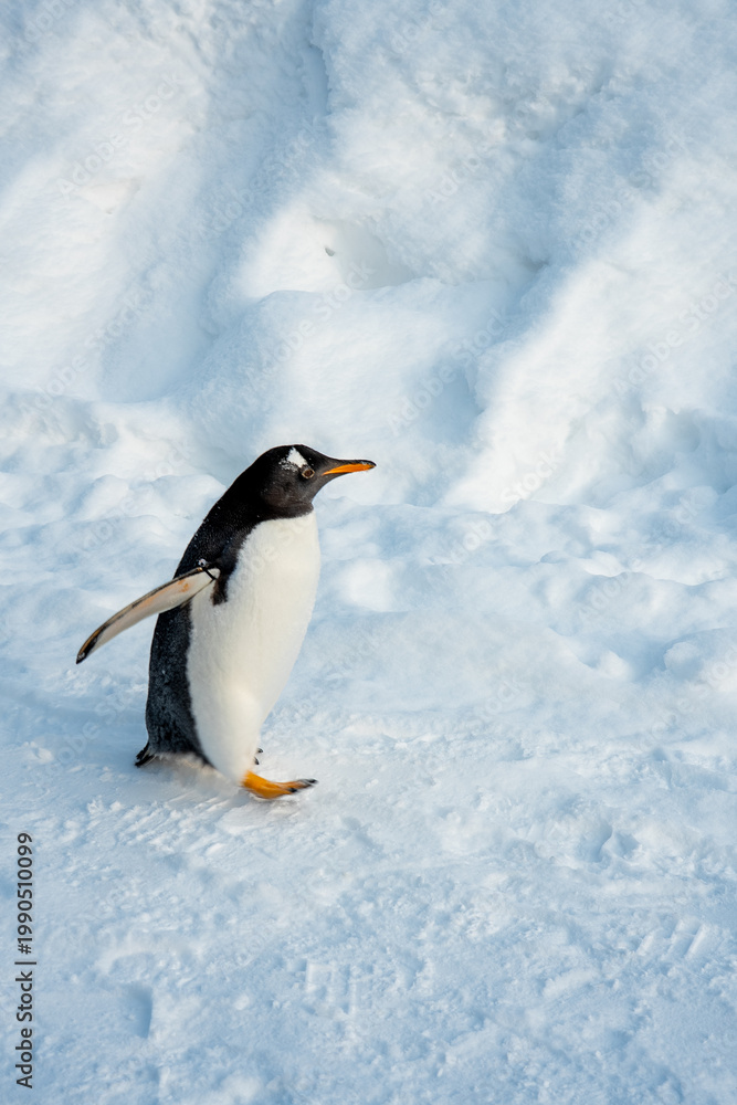 Obraz premium Japan,Hokkaido,Asahikawa,Asahiyama Zoo,penguin