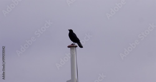 Wide shot of a Blackbird crow on top of a flagpole At Shoreham Fort