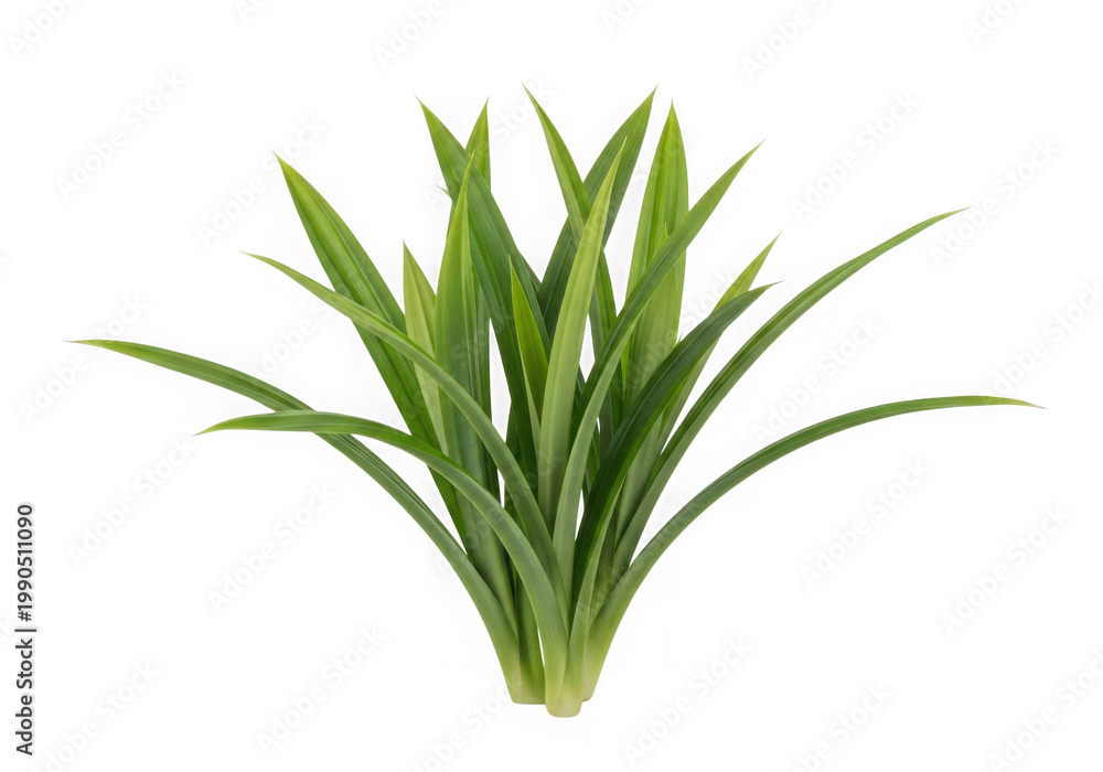 Obraz premium A green plant with long thin leaves isolated on transparent background
