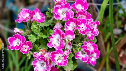 Pink and White Geranium Flowers in Bloom (Pelargonium)
