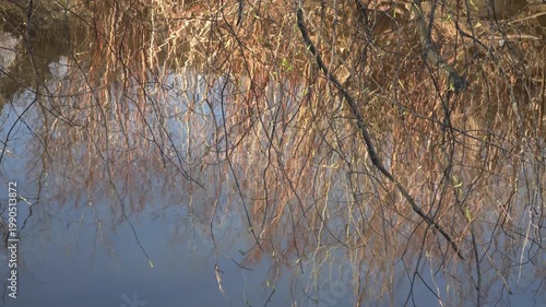 Bare spring branches with small buds hang over the surface of a gently rippling river. The calm water reflects branch silhouettes and the blue sky in soft, wavy lines under sunny daylight. 