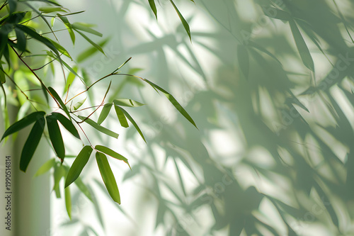 Green Bamboo Leaves with Window Shadow Natural Light Minimal Background