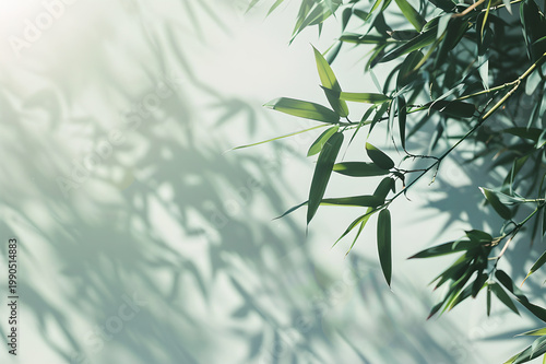 Bamboo Leaves with Soft Shadow Natural Light Minimal Botanical Background