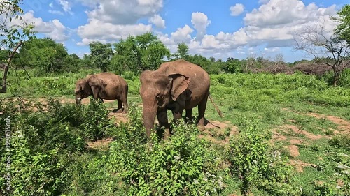Elephant mum and baby in Udawalwa national park