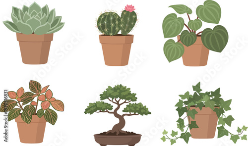 set of plants in pots