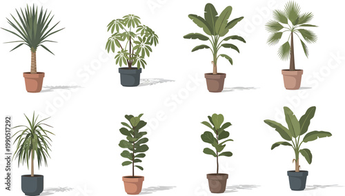 A collection of various potted plants on a white background