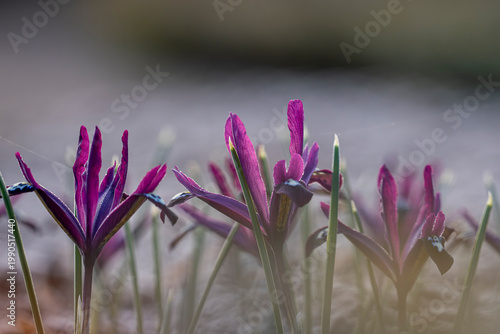 Photos Delicate purple irises emerge from the cold ground, catching the first gentle light of spring