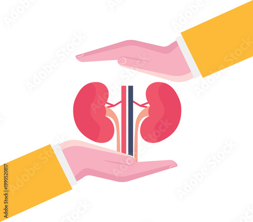 Expert hands supporting and protecting renal health