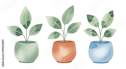 Three Small Potted House Plants Indoor.