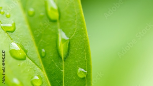 緑の葉についた雨の水滴