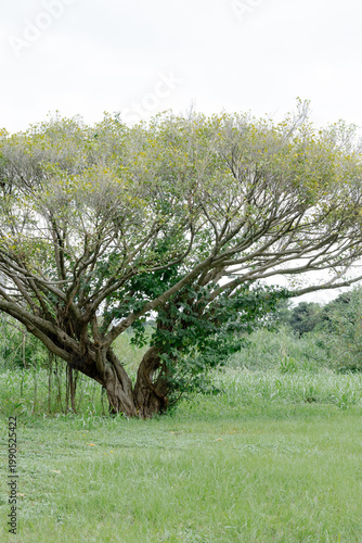 tree in a field