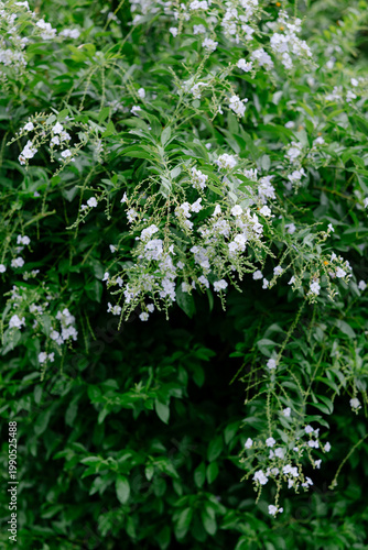 green leaves of a tree