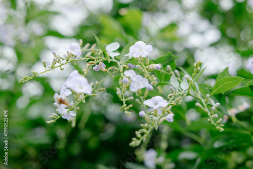 white flowers on a green background