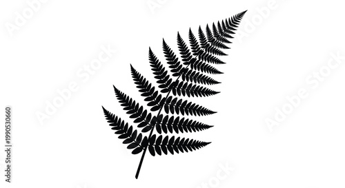 Elegant fern frond illustration with a black silhouette on transparent background