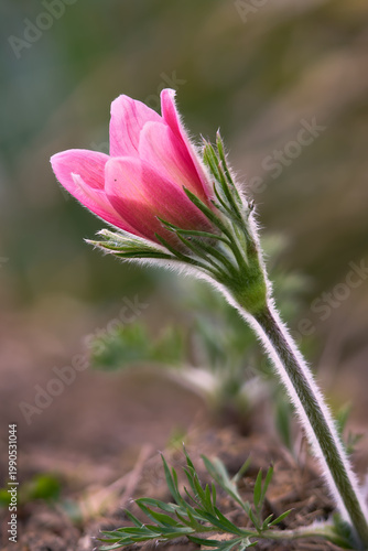 Küchenschelle, Kuhschelle, Pulsatilla vulgaris, rosa