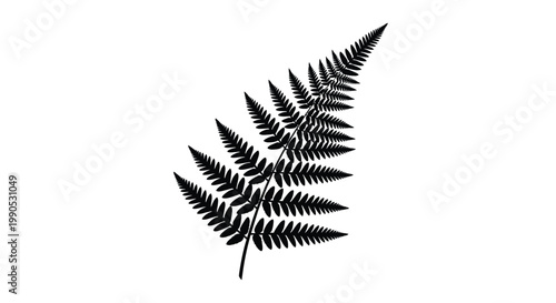 Elegant fern leaf illustration with delicate details on transparent background silhouette