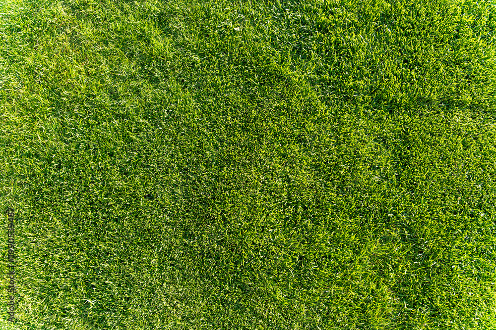 Obraz premium A close-up view of lush green grass creates a vibrant and healthy outdoor scene. Ideal for nature-themed projects, landscaping ideas, or environmental campaigns.