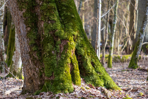 Valokuva Massive oak tree buttress roots covered in bright green moss, Bialowieza primeva