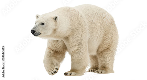Majestic Polar Bear Walking Design Mockup Isolated on Transparent Background