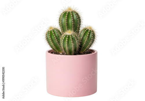 A small green cactus in a pink pot