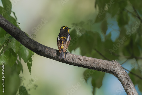 Naklejka 枝に止まる野鳥