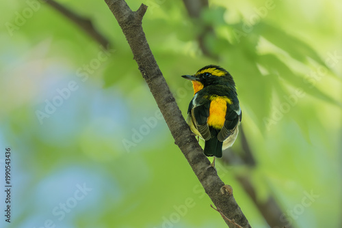 Naklejka 枝に止まる野鳥