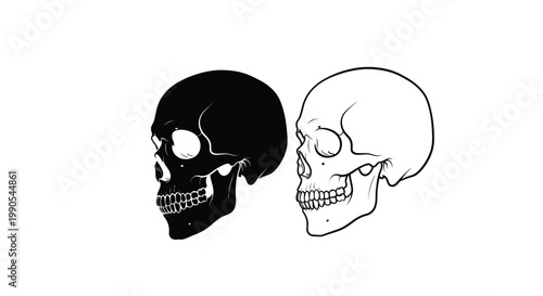 Two human skull illustrations one dark one light on transparent background silhouette