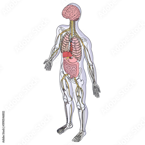 Human Anatomy Illustration with Visible Organs.