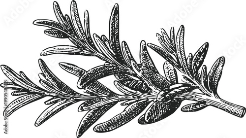rosemary herb illustration botanical branch with detailed leaves sketch vintage natural seasoning plant drawing