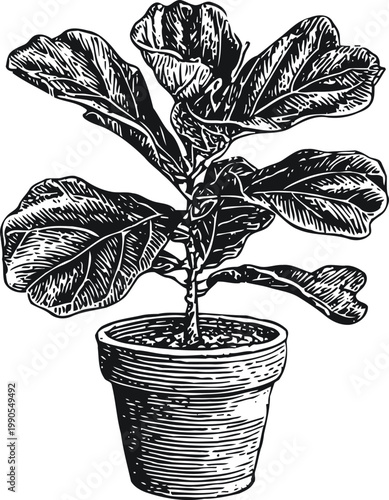 fiddle leaf fig plant in a textured flowerpot with large detailed leaves, indoor decorative houseplant