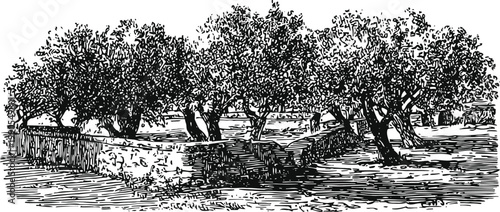Vintage engraving of olive trees plantation with stone walls in countryside landscape nature sketch