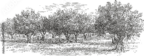 Olive grove landscape with mature olive trees and textured ground in detailed black and white sketch