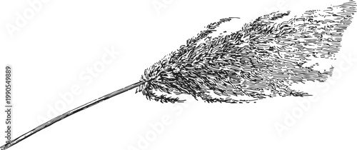 Detailed ink drawing of a single dried pampas grass plume with fine feathered texture