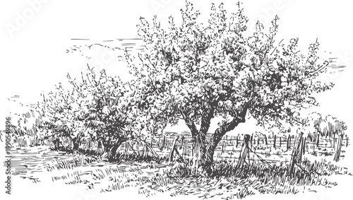 orchard landscape with blossoming trees and rustic wooden fence in spring countryside