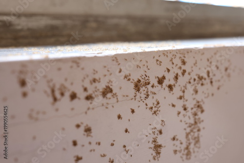 Group of ants running around in summer