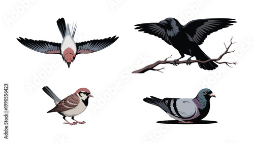Avian Ensemble: An elegant assortment of avian life, each bird showcasing unique features and stances. A visual symphony of nature's winged wonders.