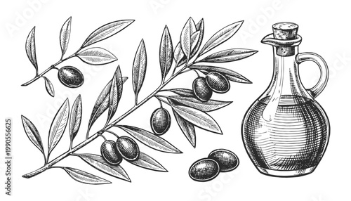Olive branch with olives and bottle of oil in vintage engraving style. Detailed botanical food vector illustration, black and white line art.