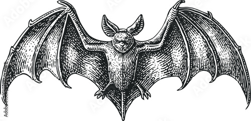 vintage illustration of bat with spread wings in flying pose, detailed hand drawn