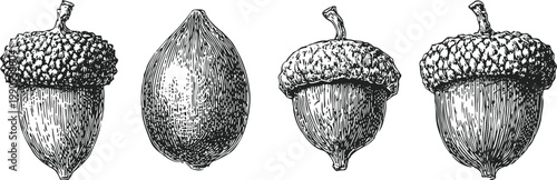 detailed vintage acorns illustration botanical engraving of oak seeds with textured caps and smooth nuts in classic black ink
