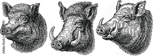 detailed vintage illustrations of boar heads with various expressions and horn features