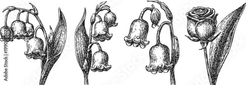 Vintage botanical ink drawings of lily of the valley flowers and a detailed rose bloom illustration