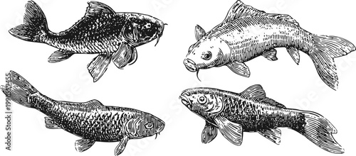 Hand drawn vintage carp fish sketches detailed freshwater aquatic animal illustrations set in black and white