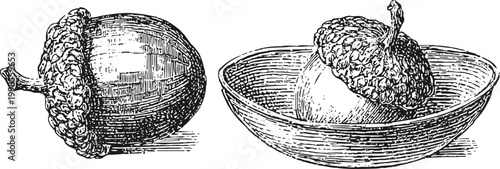 Detailed black and white vintage illustration of acorn fruit and cupule close up drawing