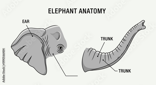 Educational diagram showing the anatomy of an elephant head and trunk.
