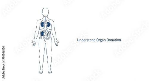 Medical diagram of human organ donation showing internal organs in silhouette.