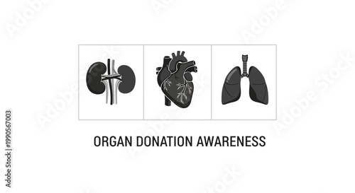 Organ Donation Awareness Icons Kidney Heart Lungs Medical Concept.